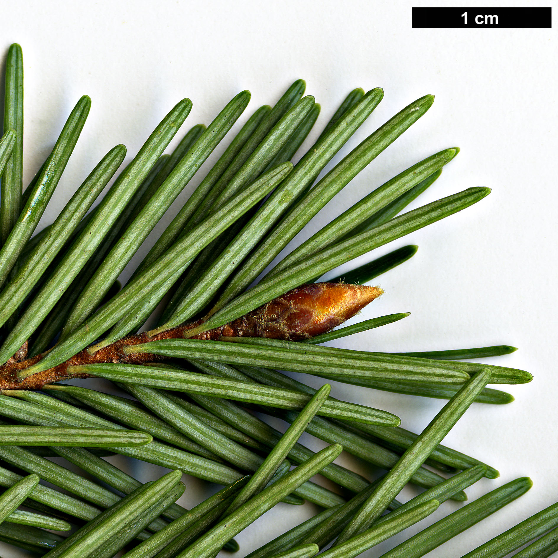 High resolution image: Family: Pinaceae - Genus: Pseudotsuga - Taxon: menziesii - SpeciesSub: var. glauca